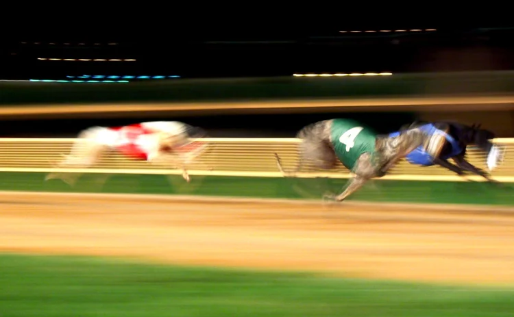 Photo of greyhound race