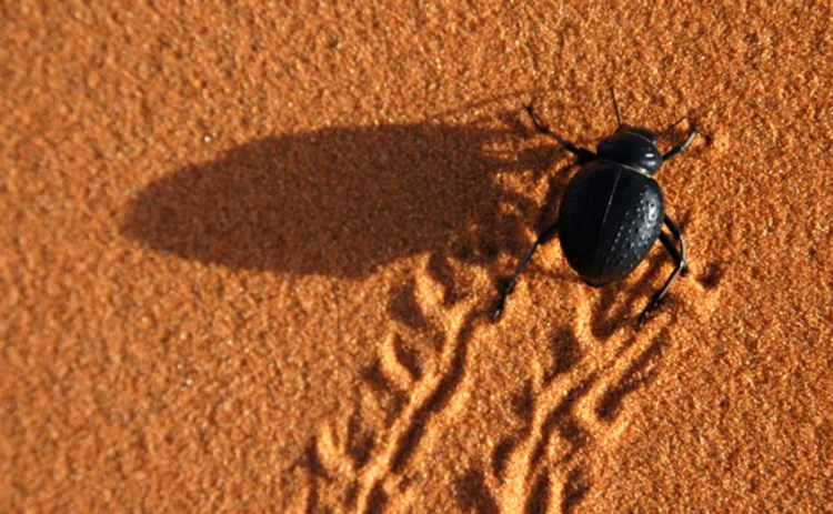 black-beetle-scuttling-across-red-sand-leaving-tracks