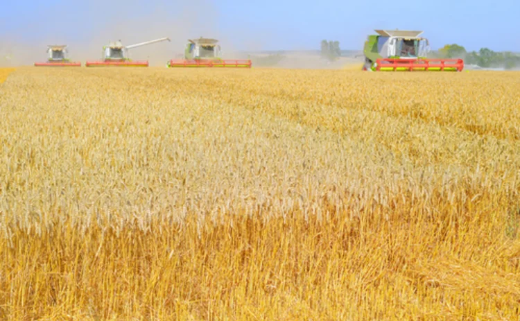 grain-harvest