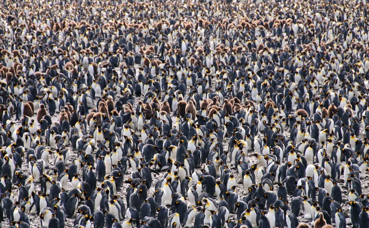 penguins-diversification.jpg 