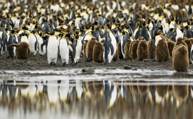 quants-penguins
