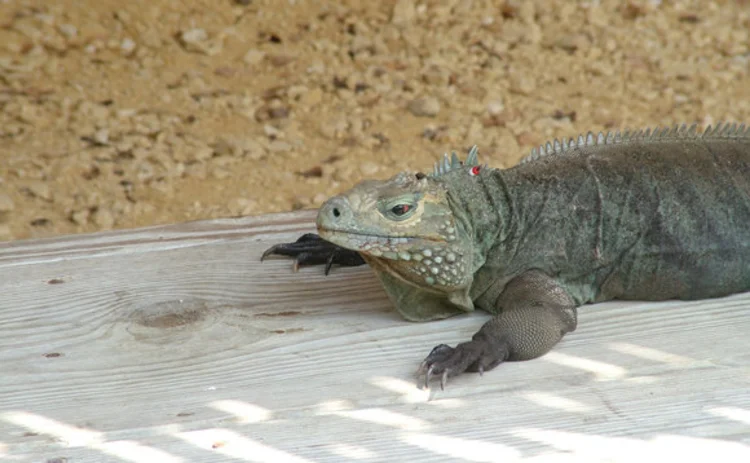 cayman-iguana