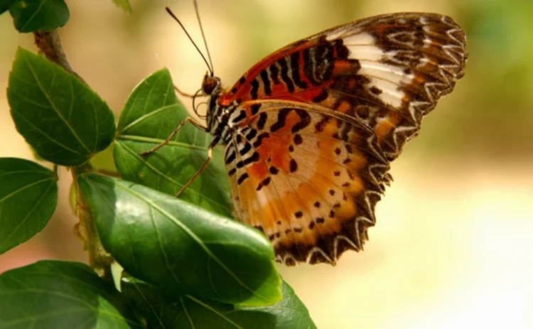 cayman-butterfly