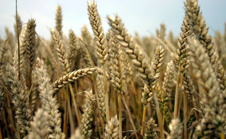 field-of-ripe-wheat-ears-closeup