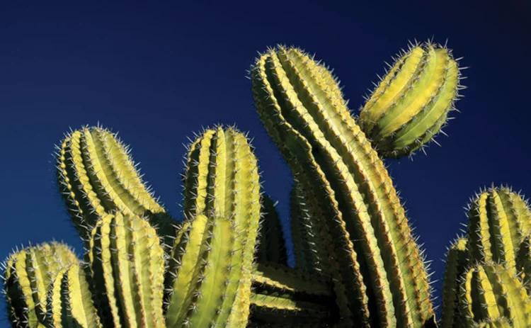 feature-cactus