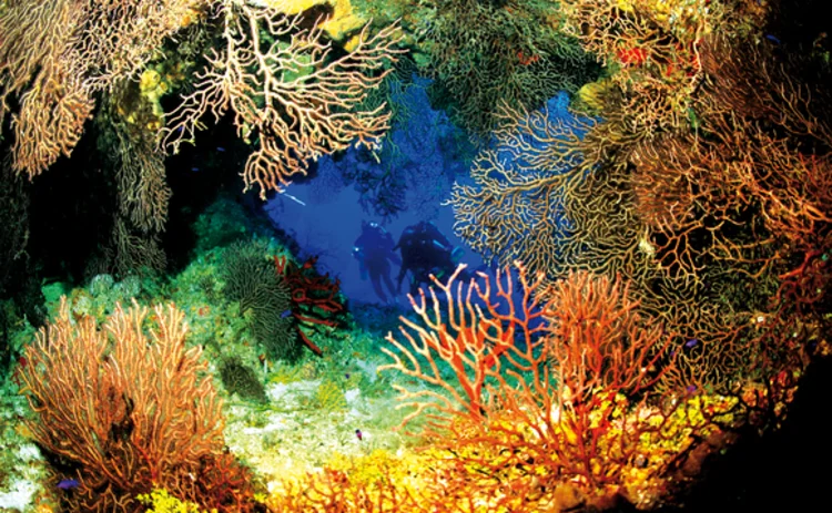 diving-in-ghost-mountain-cayman-islands-with-variety-corals