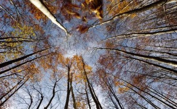 beech-forest-circle-of-tall-straight-trees-autumn