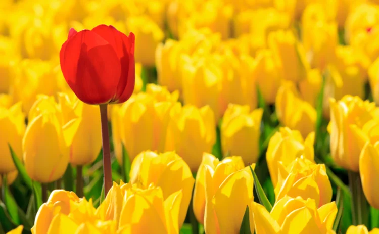 tulips-red-yellow