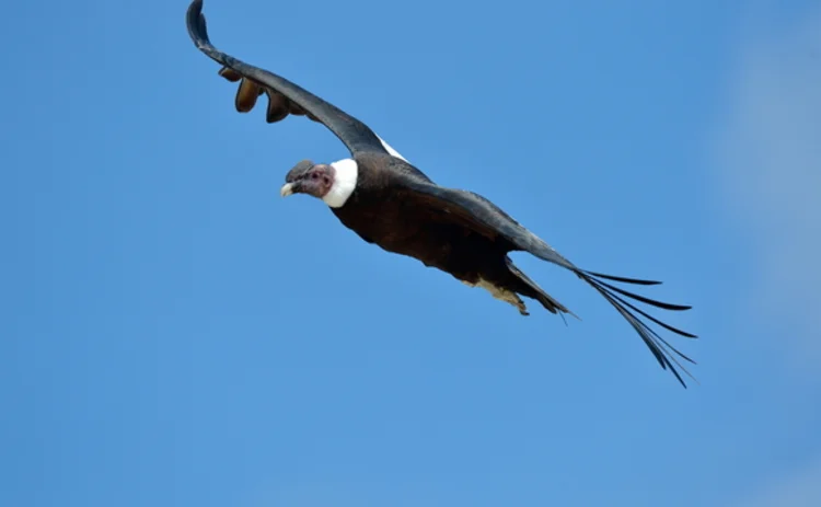 andean-condor-flying